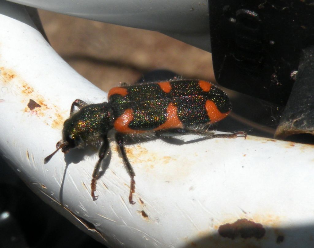 Un Trichodes dalla Grecia: T. punctatus (cf.)